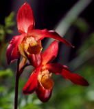 Phragmipedium-Hybride