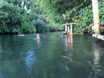 Enten & das Wsserradfloß