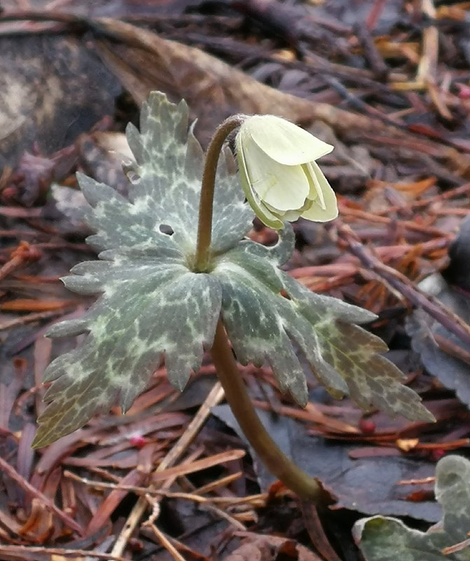 Anemone keiskeana