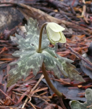 Anemone keiskeana