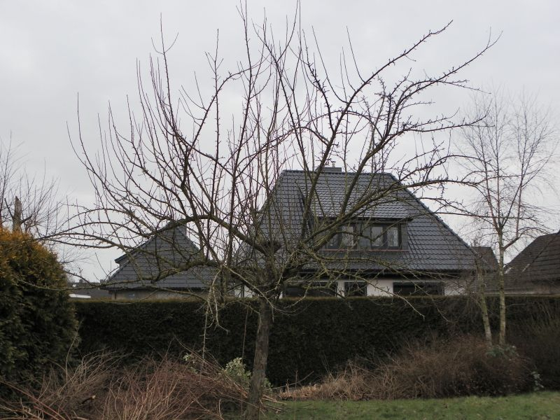 Apfelbaum Kaiser Wilhelm