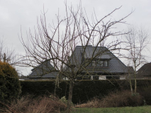Apfelbaum Kaiser Wilhelm