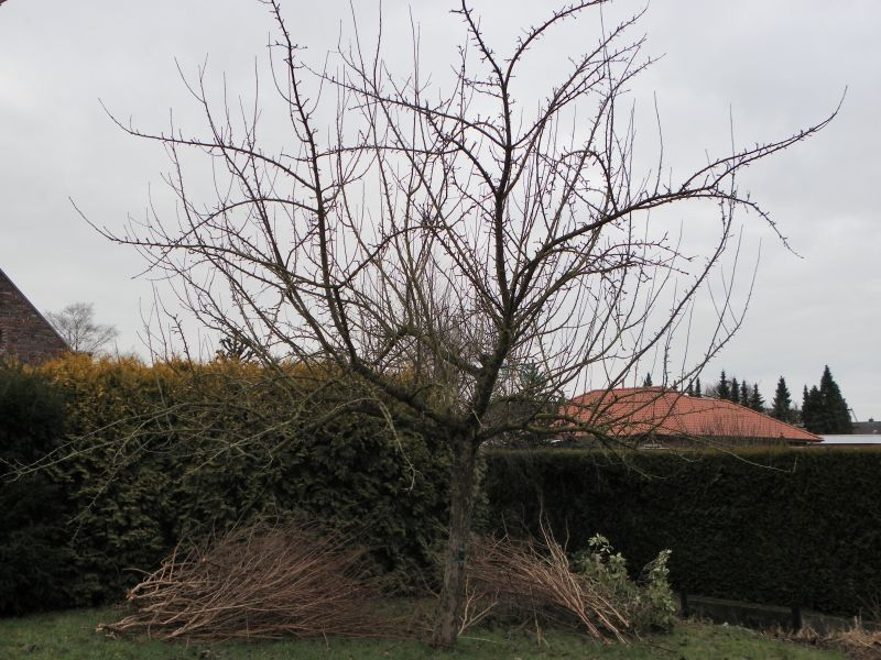 Apfelbaum Kaiser Wilhelm 2