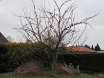 Apfelbaum Kaiser Wilhelm 2