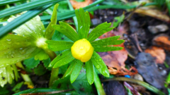 Eranthis
