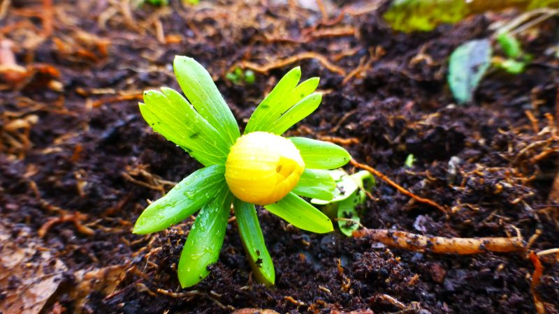 Eranthis
