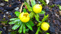 Eranthis
