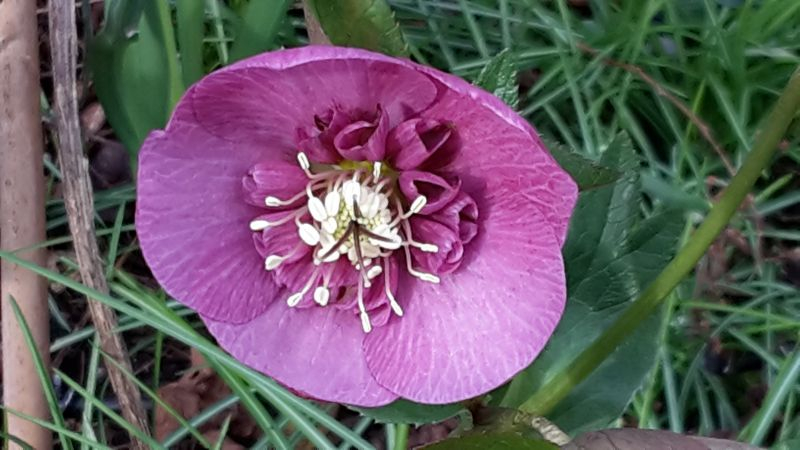 Ane Smlg purpurrosa