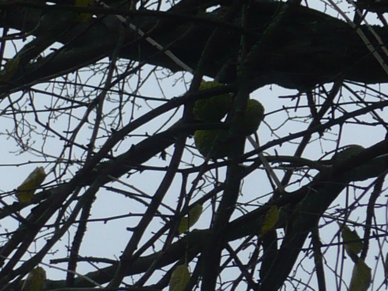 Maclura pomifera - Milchorange - Osagedorn