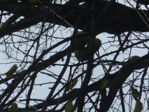 Maclura pomifera - Milchorange - Osagedorn