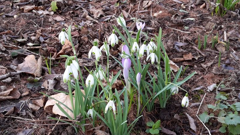 Galanthus Viridapice