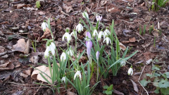 Galanthus Viridapice