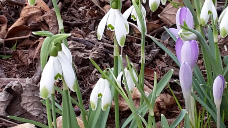 Galanthus Viridapice mit Krokus