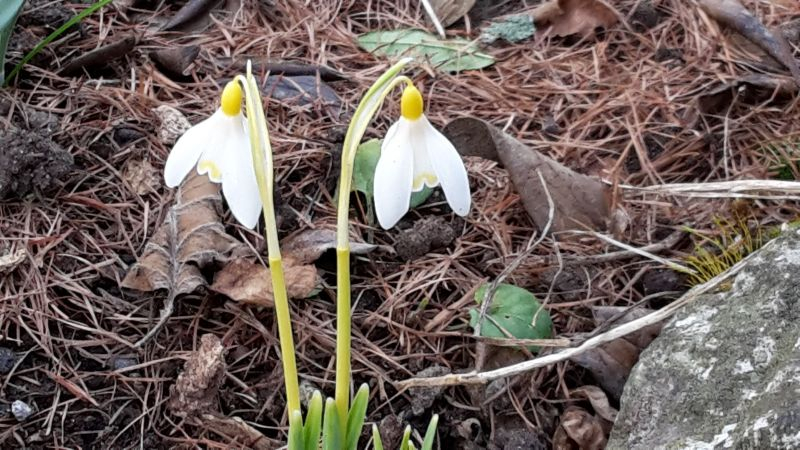 Galanthus gelb 1