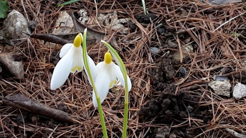 Galanthus ev. Lutescens