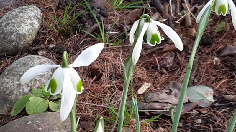 Galanthus Titania