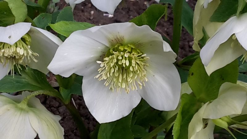 Helleborus weiss Sämling Pflanze Obi