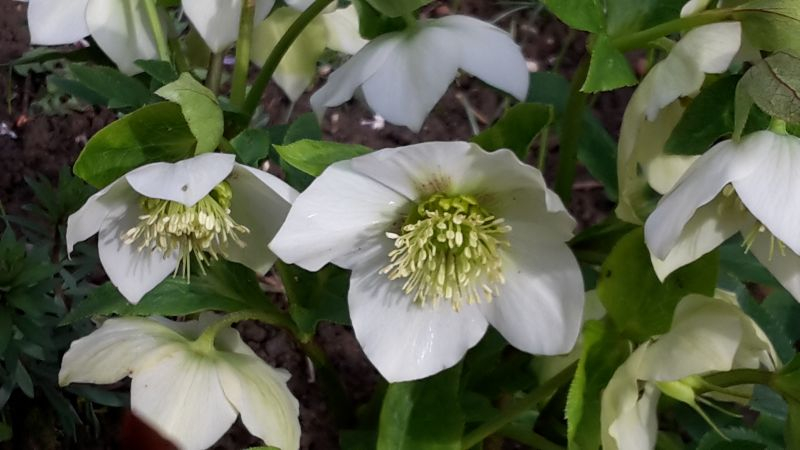 Helleborus Smlg weiss Blueten