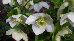 Helleborus Smlg weiss Blueten