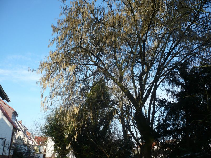 die Haselnuss