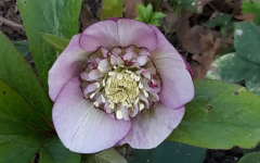 Smlg  Picotee Anemone 2