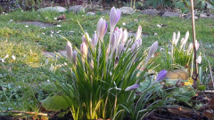 Elfenkrokus letzte Sonnenstrahlen