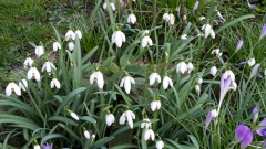 Schneegloeckchen HG 1