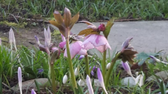 Hybride rose 