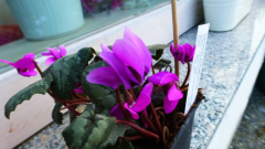 Cyclamen pseudibericum