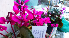 Cyclamen coum