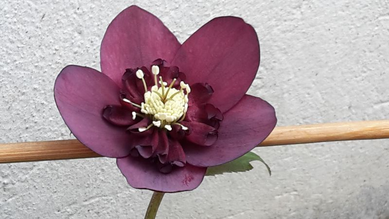 Adventsueberraschung Anemone rot