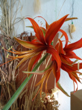 Hippeastrum Merengue