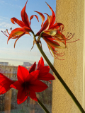 Hippeastrum Merengue und Kleine Rote