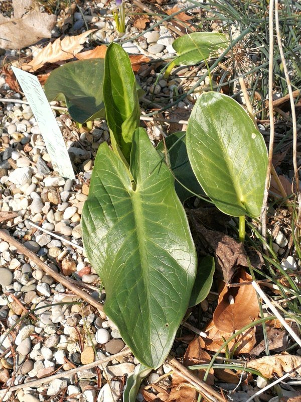 Arum dioscoridis