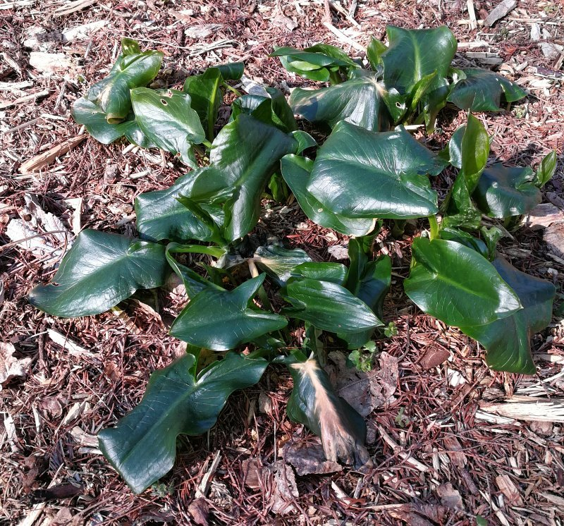 Arum creticum