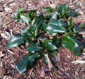 Arum creticum