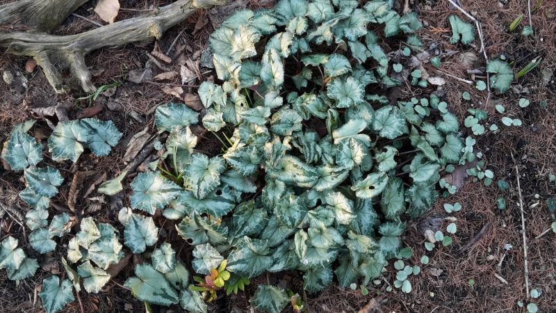 Cyclamen  Purli 