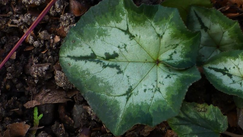 ´Arrow Head'