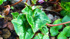 einfaches Blatt