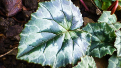 ´Arrow Head'