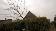 Apfelbaum