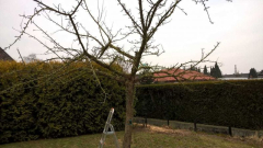 Apfelbaum