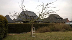 Apfelbaum