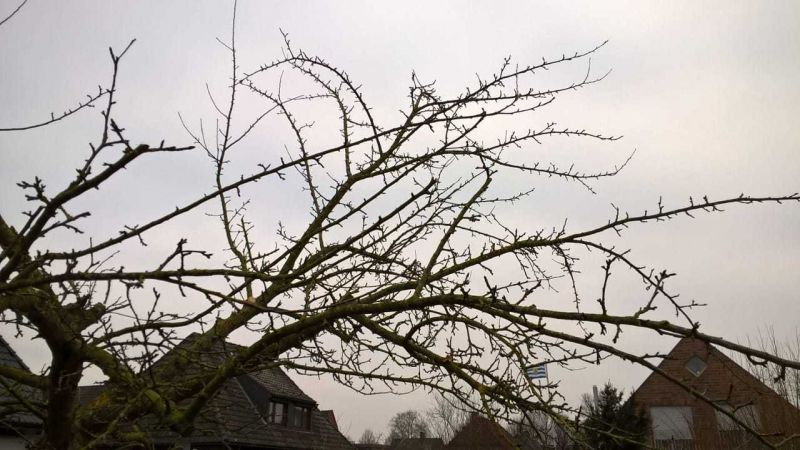 Apfelbaum