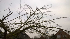 Apfelbaum