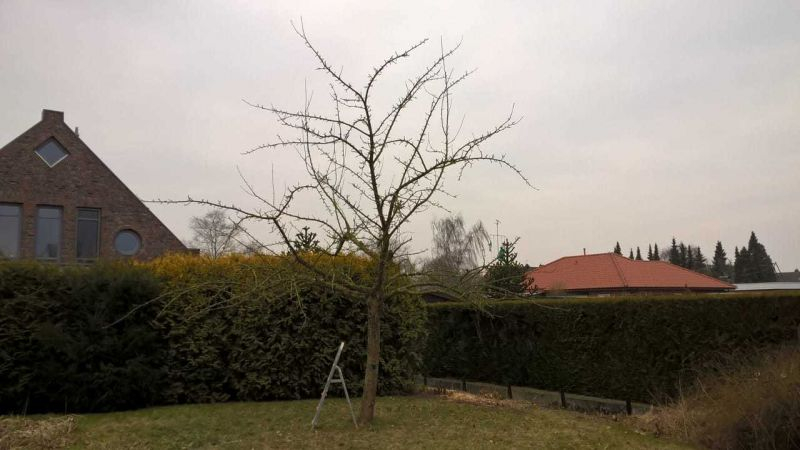 Apfelbaum