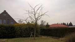 Apfelbaum
