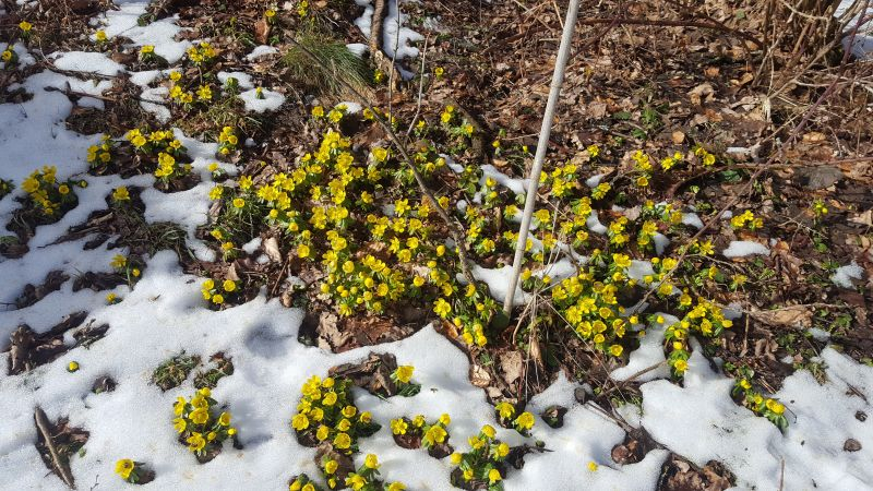 Eranthis hyemalis -- Winterlinge