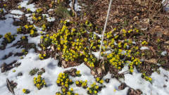 Eranthis hyemalis -- Winterlinge