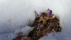 Crocus tommasinianus